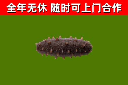 孝昌县回收海参干